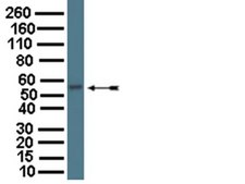 Anti-Vesicular GABA Transporter Antibody serum, from rabbit