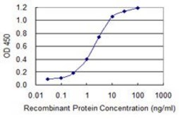 Monoclonal Anti-TBR1 antibody produced in mouse clone 3F6, purified immunoglobulin, buffered aqueous solution