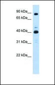 Anti-CDK9, (N-terminal) antibody produced in rabbit affinity isolated antibody