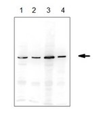 Anti-ERp57 Antibody serum, from rabbit