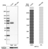 Anti-KRT13 antibody produced in rabbit Prestige Antibodies® Powered by Atlas Antibodies, affinity isolated antibody, buffered aqueous glycerol solution