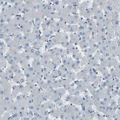 Anti-PDE9A antibody produced in rabbit Prestige Antibodies® Powered by Atlas Antibodies, affinity isolated antibody, buffered aqueous glycerol solution