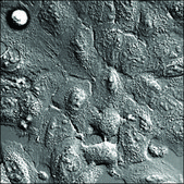 A549 Cells GFP-SMAD4