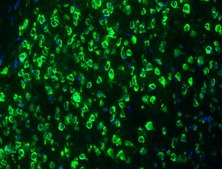 Anti-NG2, Alexa Fluor™488 Conjugate Antibody from rabbit, ALEXA FLUOR™ 488