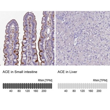 Anti-ACE antibody produced in rabbit Prestige Antibodies® Powered by Atlas Antibodies, affinity isolated antibody, buffered aqueous glycerol solution