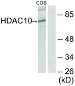 Anti-HDAC10 antibody produced in rabbit affinity isolated antibody
