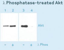 Anti-Phosphoserine Antibody, clone 4A4 (mouse IgG1) clone 4A4, Upstate®, from mouse