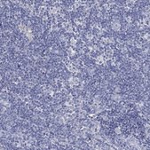 Anti-CFTR antibody produced in rabbit Prestige Antibodies® Powered by Atlas Antibodies, affinity isolated antibody, buffered aqueous glycerol solution