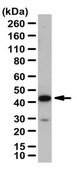 Anti-DHODH Antibody from rabbit, purified by affinity chromatography