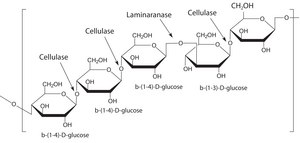 Driselase™ from Basidiomycetes sp. powder, Protein ≥10 % by biuret