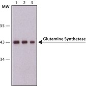 抗谷氨酰胺合成酶 兔抗 IgG fraction of antiserum, buffered aqueous solution