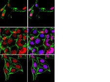 抗-HuR抗体 from rabbit, purified by affinity chromatography
