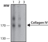 Anti-Collagen IV antibody, Mouse monoclonal clone J3-2, purified from hybridoma cell culture