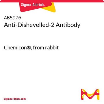 Anti-Dishevelled-2 Antibody Chemicon®, from rabbit