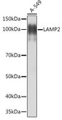 Anti-LAMP2 antibody produced in rabbit