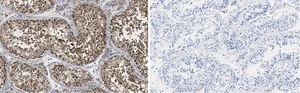Anti-PER2 Antibody, clone 1G17 ZooMAb® Rabbit Monoclonal recombinant, expressed in HEK 293 cells
