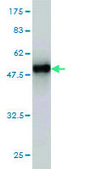 Monoclonal Anti-UCHL1 antibody produced in mouse clone 1B8-4D2, purified immunoglobulin, buffered aqueous solution