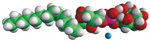 16:0 Lyso PI 1-palmitoyl-2-hydroxy-sn-glycero-3-phosphoinositol (ammonium salt), powder
