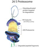20S Proteasome Fraction from rabbit ≥95% (SDS-PAGE), solution