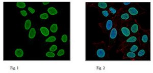 Anti-Histone H3 Antibody 0.5 mg/mL, Upstate®