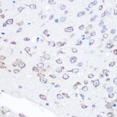 Anti- FGF2 antibody produced in rabbit