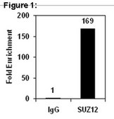 RIPAb+ SUZ12 - RIP Validated Antibody and Primer Set from mouse