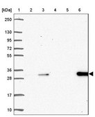 Anti-DCK antibody produced in rabbit Prestige Antibodies® Powered by Atlas Antibodies, affinity isolated antibody, buffered aqueous glycerol solution