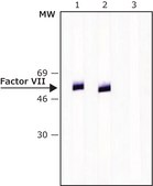 Anti-Mouse IgG (Fab specific)–Biotin antibody produced in goat affinity isolated antibody, buffered aqueous solution