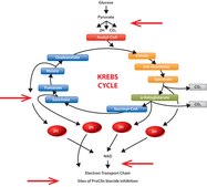 ProClin™ 950 pkg of 5 mL, ProClin™ preservative for use in IVD manufacturing, MIT 9.5 %