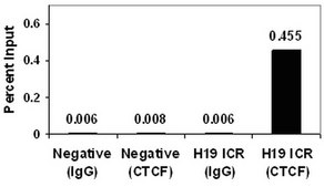 ChIPAb+ CTCF - ChIP经验证的抗体和引物组 clone 1.2.1.5.4, from mouse