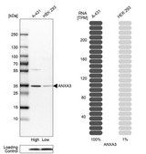 Anti-ANXA3 antibody produced in rabbit Prestige Antibodies® Powered by Atlas Antibodies, affinity isolated antibody, buffered aqueous glycerol solution