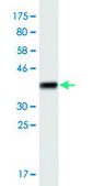 Monoclonal Anti-SLC25A25 antibody produced in mouse clone 4D8, purified immunoglobulin, buffered aqueous solution