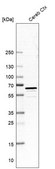 Anti-PDE1B antibody produced in rabbit Prestige Antibodies® Powered by Atlas Antibodies, affinity isolated antibody, buffered aqueous glycerol solution