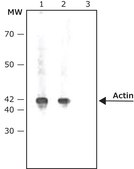 Anti-Rabbit IgG (whole molecule)–Alkaline Phosphatase antibody produced in goat IgG fraction of antiserum