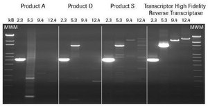 Transcriptor High Fidelity cDNA Synthesis Kit sufficient for 50 reactions, sufficient for 100 reactions, sufficient for 200 reactions, suitable for RT-PCR, suitable for RT-qPCR