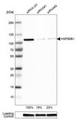 Anti-HSP90B1 antibody produced in rabbit Prestige Antibodies® Powered by Atlas Antibodies, affinity isolated antibody, buffered aqueous glycerol solution
