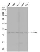 Monoclonal Anti-TSG101 antibody produced in mouse