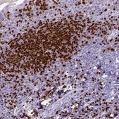 Anti-PAX5 antibody produced in rabbit Prestige Antibodies® Powered by Atlas Antibodies, affinity isolated antibody, buffered aqueous glycerol solution