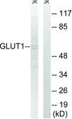 抗-GLUT1 兔抗 affinity isolated antibody