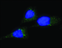 Anti-Lamin A−Atto 647N antibody produced in rabbit 1.5-3 mg/mL, affinity isolated antibody, buffered aqueous solution