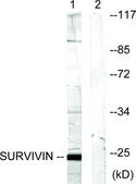 Anti-Survivin antibody produced in rabbit affinity isolated antibody