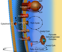 乙酰辅酶A 三钠盐 ≥93% (HPLC), powder