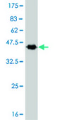 Monoclonal Anti-PCAF antibody produced in mouse clone 1H2, purified immunoglobulin, buffered aqueous solution