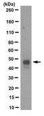 Anti-Potassium Channel Kir3.4 Antibody, clone 8F4.1 clone 8F4.1, from mouse
