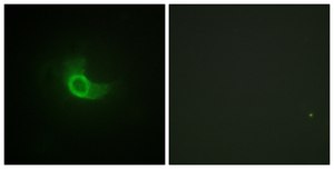 Anti-CD130 antibody produced in rabbit affinity isolated antibody