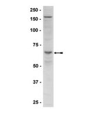 Anti-phospho-AMPKα (Thr172) Antibody Upstate®, from rabbit