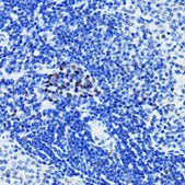 Anti- PARP1 antibody produced in rabbit