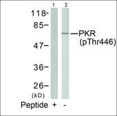Anti-phospho-EIF2AK2 (pThr446) antibody produced in rabbit affinity isolated antibody