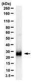 Anti-IL-5 Antibody, clone 4A1.6.15