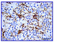 Anti-Glial Fibrillary Acidic Protein (GFAP) Antibody serum, Chemicon®